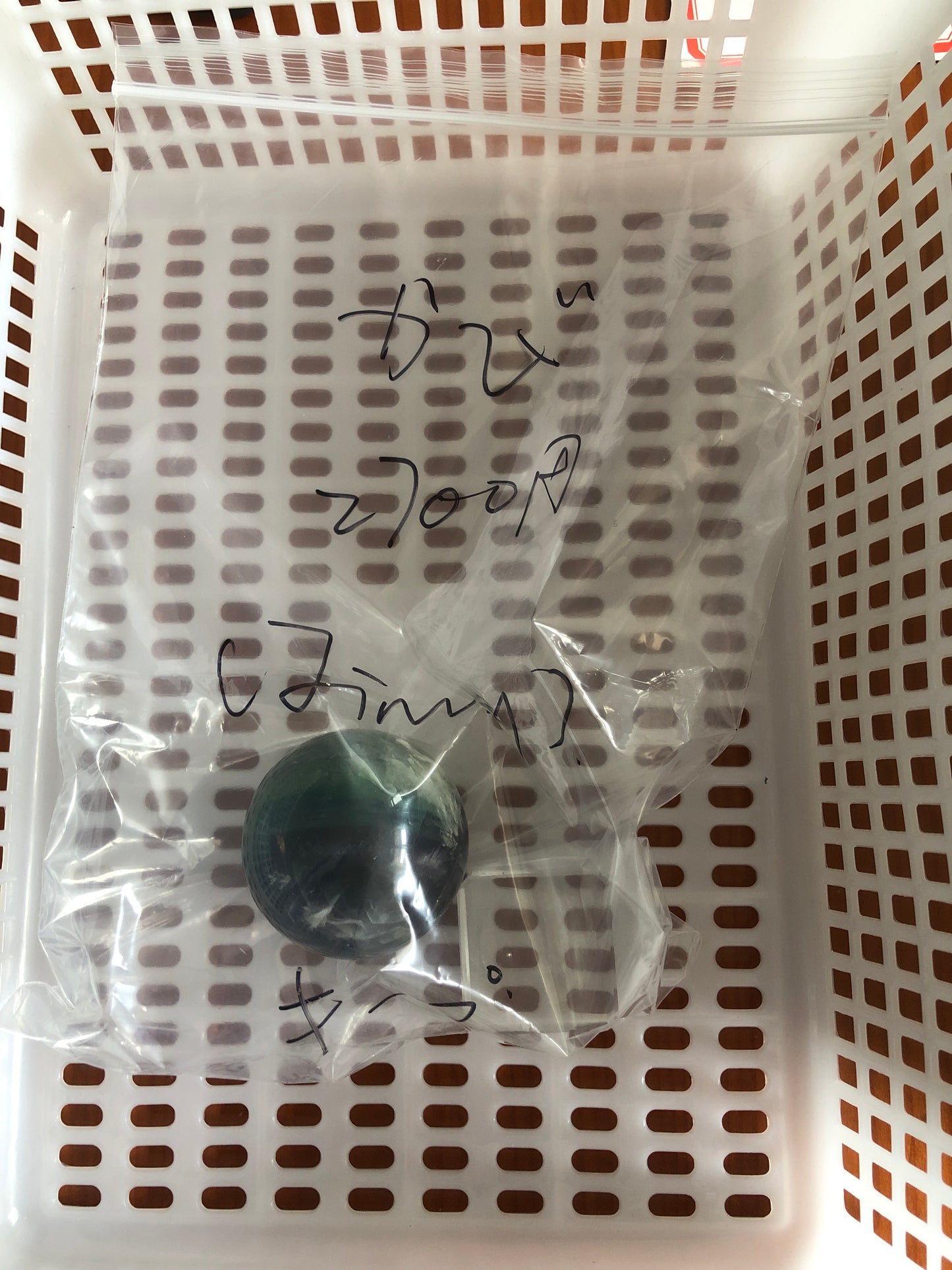 (6/17)ーかび様ー(055)